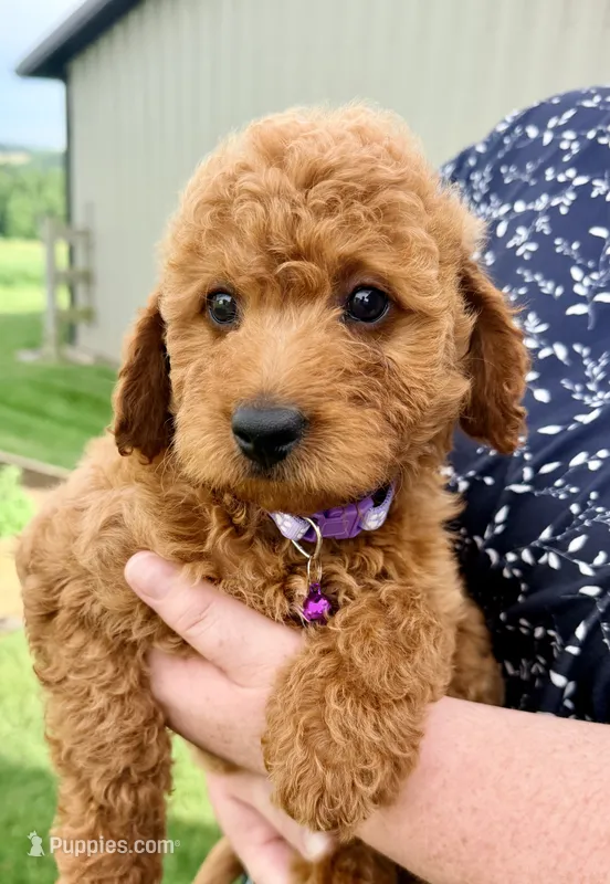 Sadie – Miniature Goldendoodle puppy for sale in Millersburg, OH