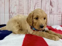 Sierra, a female Goldendoodle for sale in Millersburg, OH – 3 of 5
