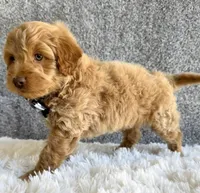 Sammie, a male Cavapoo for sale in Millersburg, OH – 2 of 5