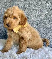Sunshine, a female Cavapoo for sale in Millersburg, OH – 2 of 5