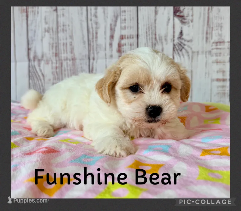 Funshine Bear – Shichon puppy for sale in Millersburg, OH