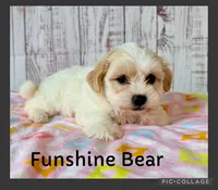 Funshine Bear, a female Shichon for sale in Millersburg, OH – 1 of 6