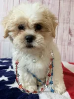 Milo, a male Shichon for sale in Millersburg, OH – 1 of 6