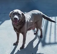 Charlie, a male Labrador Retriever for sale in Millersburg, OH – 5 of 5