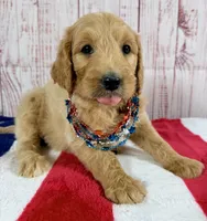 Sierra, a female Goldendoodle for sale in Millersburg, OH – 2 of 5