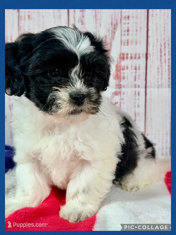Wish – Shichon puppy for sale in Millersburg, OH