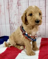 Benny, a male Goldendoodle for sale in Millersburg, OH – 3 of 5