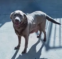 Daisy, a female Labrador Retriever for sale in Millersburg, OH – Photo 5 of 6