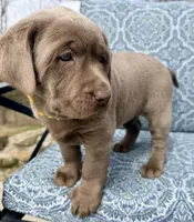 Daisy, a female Labrador Retriever for sale in Millersburg, OH – Photo 2 of 6