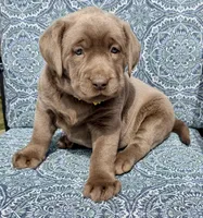 Daisy, a female Labrador Retriever for sale in Millersburg, OH – Photo 3 of 6