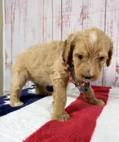 Benny, a male Goldendoodle for sale in Millersburg, OH – 2 of 5