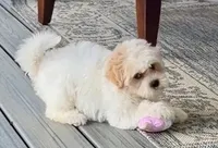 Gracie, a female Shichon for sale in Millersburg, OH – 2 of 4