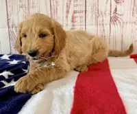 Skye, a female Goldendoodle for sale in Millersburg, OH – 4 of 7