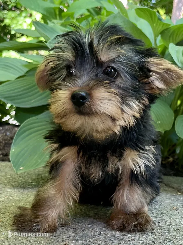 Luca – Yorkshire Terrier puppy for sale in Millersburg, OH
