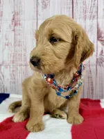 Skye, a female Goldendoodle for sale in Millersburg, OH – 2 of 5