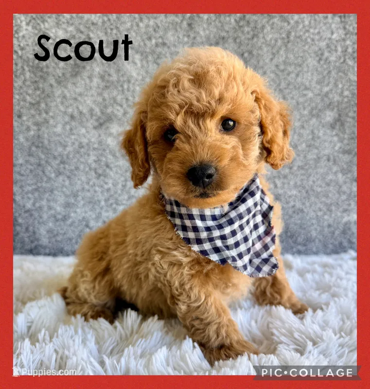 Scout – Cavapoo puppy for sale in Millersburg, OH