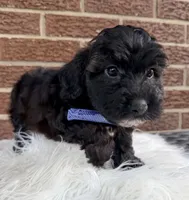 Baxter, a male Yorkipoo for sale in Millersburg, OH – Photo 2 of 4