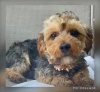 Baxter, a male Yorkipoo for sale in Millersburg, OH – Photo 4 of 4