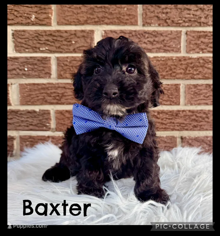 Baxter – Yorkipoo puppy for sale in Millersburg, OH