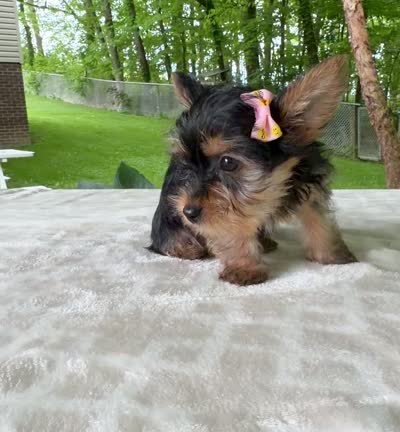 Laney, a female Yorkshire Terrier for sale in Millersburg, OH – 4 of 4
