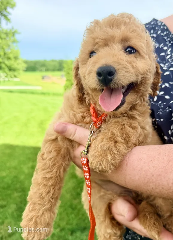 Sage – Miniature Goldendoodle puppy for sale in Millersburg, OH