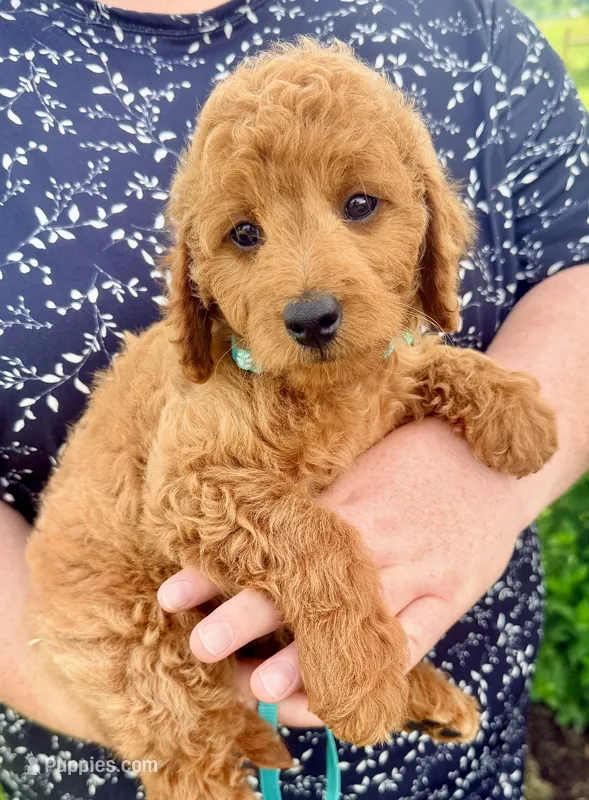 Shiloh – Miniature Goldendoodle puppy for sale in Millersburg, OH