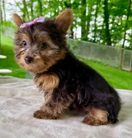 Lyla, a female Yorkshire Terrier for sale in Millersburg, OH – 3 of 4