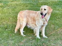 Ruby, a male Goldendoodle for sale in Millersburg, OH – 4 of 5