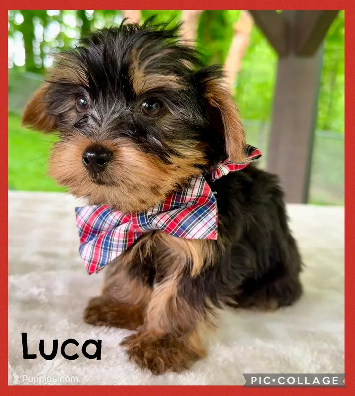 Luca – Yorkshire Terrier puppy for sale in Millersburg, OH