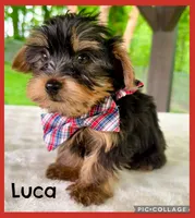 Luca, a female Yorkshire Terrier for sale in Millersburg, OH – 1 of 3