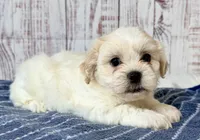 Mr Fluffles, a male Shichon for sale in Millersburg, OH – 2 of 5