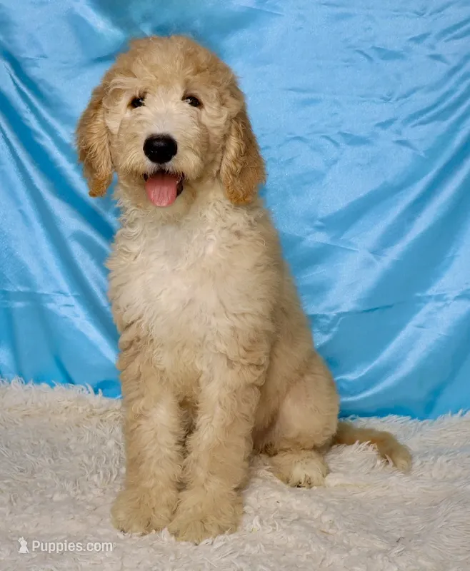 Poppi  – Goldendoodle puppy for sale in Millersburg, OH