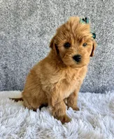 Stella, a female Cavapoo for sale in Millersburg, OH – 2 of 4