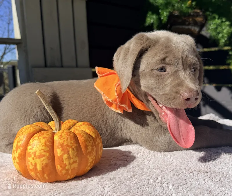 Sienna – Labrador Retriever puppy for sale in Millersburg, OH