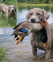 Charlie, a male Labrador Retriever for sale in Millersburg, OH – 4 of 5