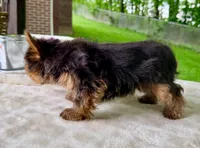 Lyla, a female Yorkshire Terrier for sale in Millersburg, OH – 4 of 4