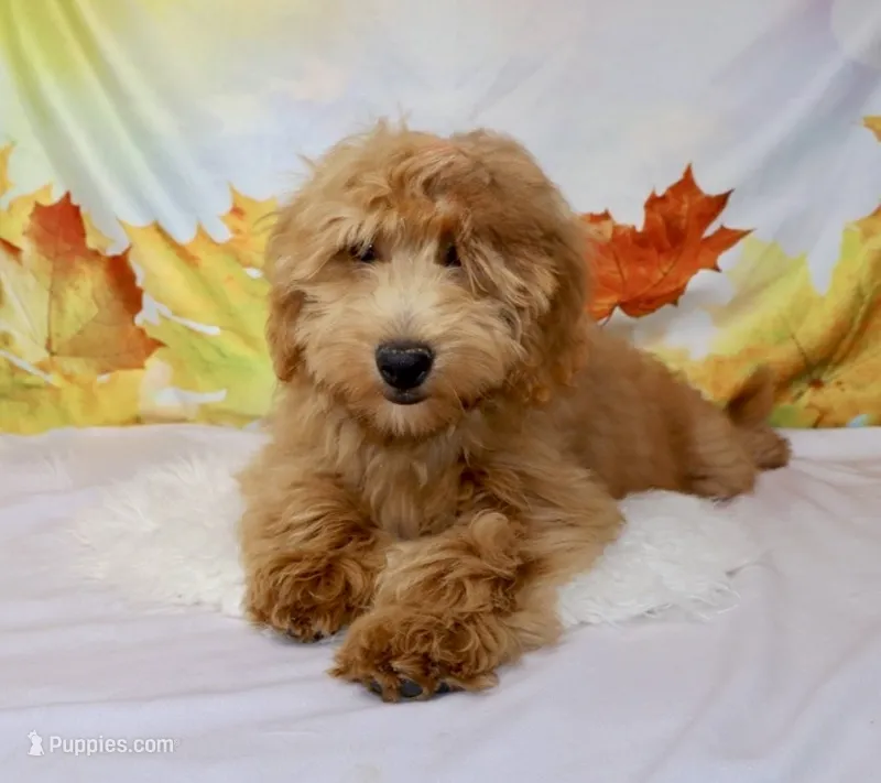 Cory – Miniature Goldendoodle puppy for sale in Millersburg, OH
