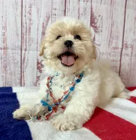 Milo, a male Shichon for sale in Millersburg, OH – 4 of 6
