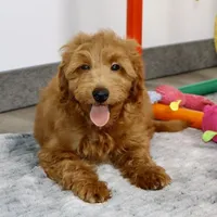Cory, a male Miniature Goldendoodle for sale in Millersburg, OH – 2 of 5