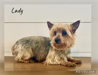 Sage, a female Yorkshire Terrier for sale in Millersburg, OH – Photo 4 of 5