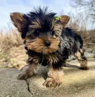Sage, a female Yorkshire Terrier for sale in Millersburg, OH – Photo 3 of 5