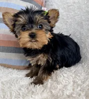Sage, a female Yorkshire Terrier for sale in Millersburg, OH – Photo 2 of 5