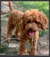 Santiago, a male Cavapoo for sale in Millersburg, OH – 3 of 4