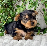 Aspen, a female Yorkshire Terrier for sale in Millersburg, OH – 2 of 4
