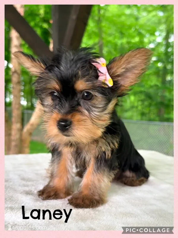 Laney – Yorkshire Terrier puppy for sale in Millersburg, OH