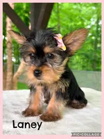 Laney, a female Yorkshire Terrier for sale in Millersburg, OH – 1 of 4
