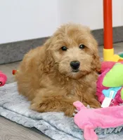 Barney , a male Miniature Goldendoodle for sale in Millersburg, OH – 2 of 4