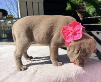 Stella, a female Labrador Retriever for sale in Millersburg, OH – 3 of 5