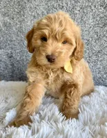 Sunshine, a female Cavapoo for sale in Millersburg, OH – 3 of 5