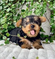 Aspen, a female Yorkshire Terrier for sale in Millersburg, OH – 4 of 4